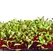 Microgreens, Early Wonder Green Top - 2 Gram