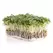 Microgreens, Upland Cress - 3.5 Gram