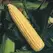 CORN, GOLDEN QUEEN - 1LB EACH