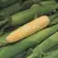 Corn, Peaches & Cream - 4oz