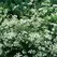 CARAWAY 1/2 OZ. EACH