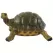 MCarr Turtle Medium