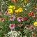 Honey Bee Flower Mix