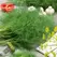 Dill, Dukat 1/2 oz