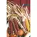 Corn, Ornamental - 50lb