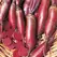 BEETS, CYLINDRA 1/2 LB EACH