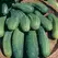 CUCUMBER, BOSTON PICKLING 1 LB EACH