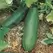 CUCUMBER, Spacemaster Bush 1