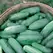 CUCUMBER, IMP.LONG GREEN 1 LB EACH