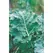 Kale, Premier - 1lb