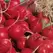 RADISH, CHAMPION 1 LB. EACH