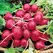 RADISH, EAR SCARLET GLB 1/2 OZ EACH