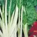 Swiss Chard, Lucullus - 1/2lb