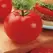 Tomato, Big Beef Untreated - 5000 Sd Ct