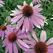 CONEFLOWER, PURPLE - 1/2 OZ EACH