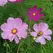 COSMOS, EARLY SENSATION 1/2 OZ EACH