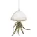 APM Air Plant Jellyfish White/Gold