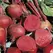 Beets, Crosby Egyptian - 1/2lb