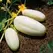 Cucumber, White Wonder - 1lb
