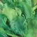Endive, Broad Leaf Batavian - 1/2oz
