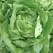 LETTUCE, BIBB - 1/2 OZ EACH