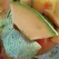Cantaloupe , Rocky Ford Green Flesh - 1/2lb
