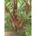 Okra, Burgundy - 1lb