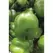 Peppers, Keystone Giant