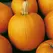 Pumpkin, Connecticut Field - 1/2oz