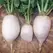 Radish, White Chinese Celestial - 1lb
