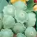 SQUASH, BEN GREEN TINT 1/2 OZ EACH