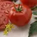 Tomato, Better Boy Untreated - 5,000 Sd Ct
