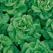 Lettuce, Buttercrunch 5,000 Seed Count