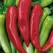 Peppers, Hungarian Hot Wax - 1/2lb