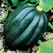 Squash, Table Queen Acorn - 5,000 Seed Count