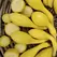 Squash, Summer Crookneck - 10,000 Seed Count