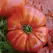 Tomato, Beefsteak - 10,000 Seed Count