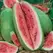 Watermelon, Charleston Grey 5,000 Seed Count