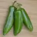 Peppers, Tricked You Treated - 500 Seed Count