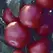 Tomato, Biltmore Treated - 100 Seed Count