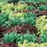 Lettuce, Gourmet Salad Blend 1,000 Seed Count