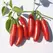 Peppers, Serrano Tampiqueno - 10,000 Seed Count