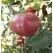 Tomato, Oxheart Red - 500 Seed Count