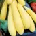 Squash, Enterprise M 1,000 Seed Count