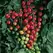 Tomato, Super Sweet 100 - 500 Seed Count
