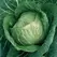 Cabbage, Early Jersey Wakefield 1,000 Seed Count