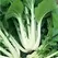 Cabbage, Chinese Pak Choi 1,000 Seed Count