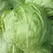 Lettuce, Iceberg 1,000 Seed Count