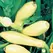 Squash, Early Prolific Straightneck 5,000 Seed Count