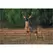 Tenax 7.5'x330' Black Deer Fence Select